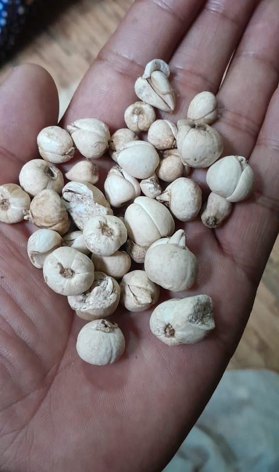 A palm holding freshly harvested wild Himalayan garlic