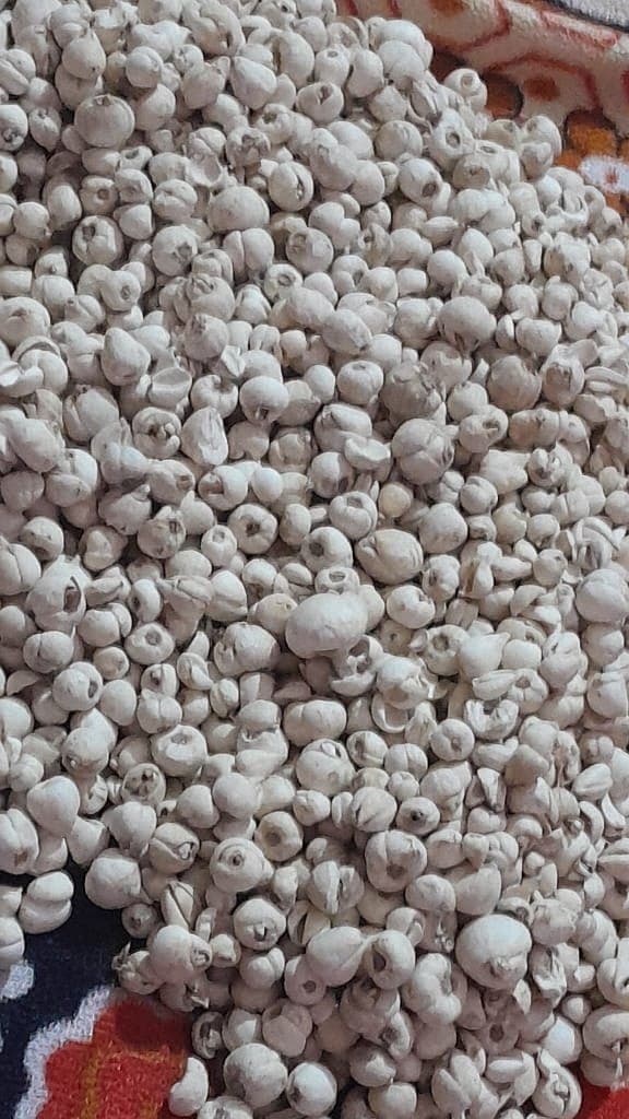 Jangli Lehsun · Harvest 2026 — detail