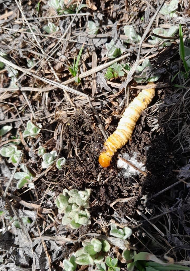 Yarsagumba · Harvest 2026 — image 2