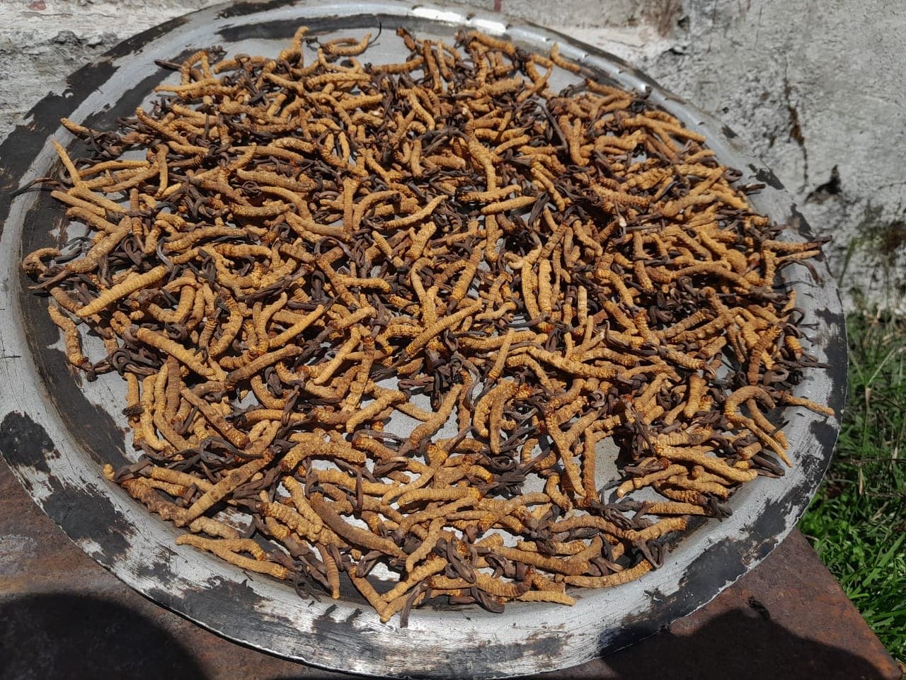 Yarsagumba · Harvest 2026 by MAKS Herbal